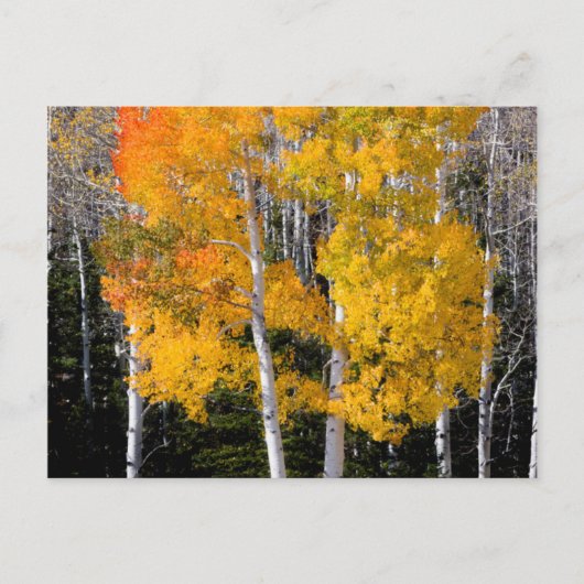 Utah, USA Aspen Trees (Populus Tremuloides) 3 Postkarte (Vorderseite)
