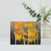 Utah, USA Aspen Trees (Populus Tremuloides) 3 Postkarte (Stehend Vorderseite)
