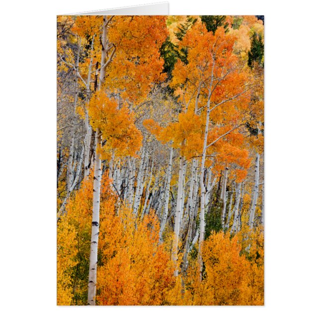 Utah, USA. Aspen Trees (Populus Tremuloides) 4 (Vorne)