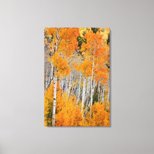Utah, USA Aspen Trees (Populus Tremuloides) 4 Leinwanddruck (Vorderseite)