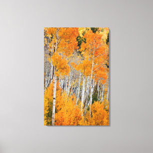 Utah, USA Aspen Trees (Populus Tremuloides) 4 Leinwanddruck