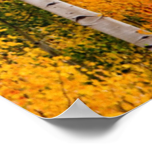 Utah, USA Aspen Trees (Populus Tremuloides) 4 Poster (Ecke)