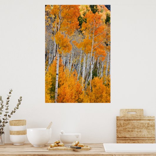 Utah, USA Aspen Trees (Populus Tremuloides) 4 Poster (Küche)