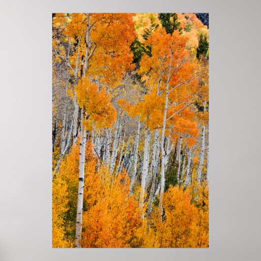 Utah, USA Aspen Trees (Populus Tremuloides) 4 Poster (Vorne)