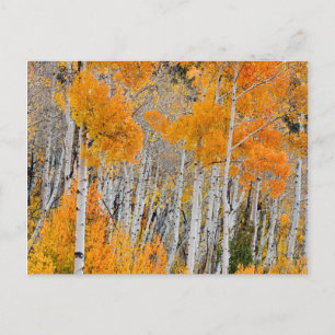 Utah, USA Aspen Trees (Populus Tremuloides) 4 Postkarte