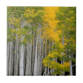 Utah. USA. Aspen Trees (Populus Tremuloides) Fliese (Vorderseite)