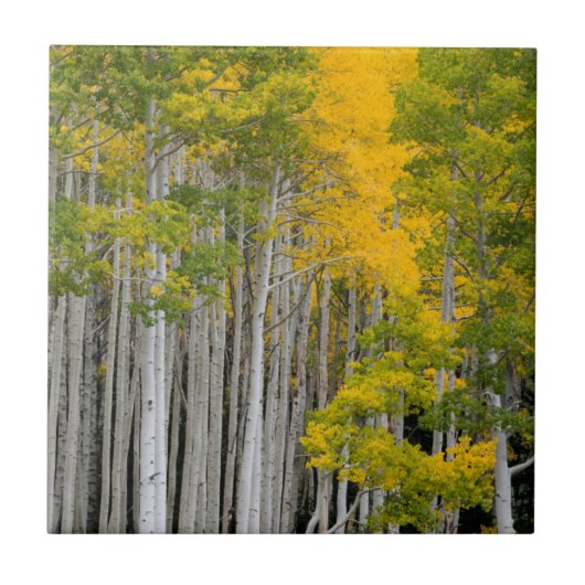 Utah. USA. Aspen Trees (Populus Tremuloides) Fliese (Vorderseite)