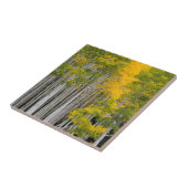 Utah. USA. Aspen Trees (Populus Tremuloides) Fliese (Seite)