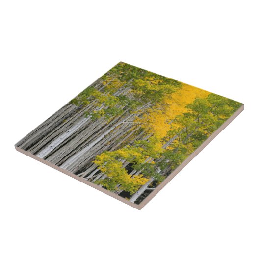 Utah. USA. Aspen Trees (Populus Tremuloides) Fliese (Seite)