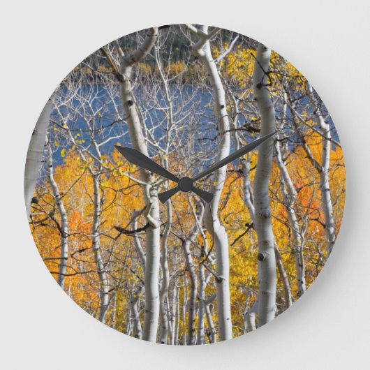 Utah, USA. Aspen Trees (Populus Tremuloides) Große Wanduhr (Vorderseite)