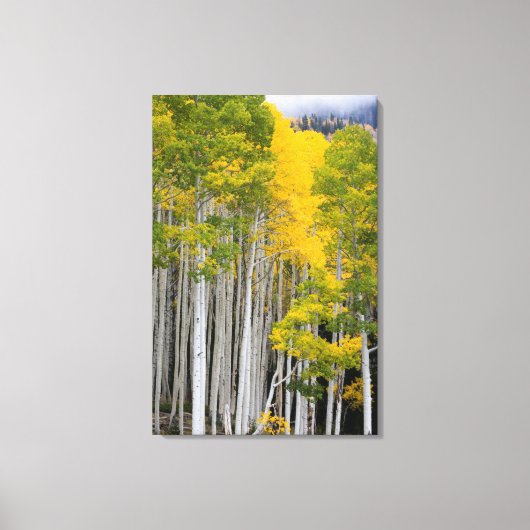 Utah. USA. Aspen Trees (Populus Tremuloides) Leinwanddruck (Vorderseite)