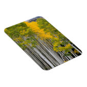Utah. USA. Aspen Trees (Populus Tremuloides) Magnet (Rechte Seite)