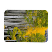 Utah. USA. Aspen Trees (Populus Tremuloides) Magnet (Horizontal)