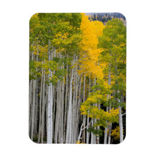 Utah. USA. Aspen Trees (Populus Tremuloides) Magnet