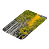 Utah. USA. Aspen Trees (Populus Tremuloides) Magnet (Linke Seite)