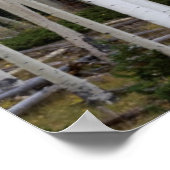 Utah. USA. Aspen Trees (Populus Tremuloides) Poster (Ecke)