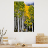 Utah. USA. Aspen Trees (Populus Tremuloides) Poster (Küche)