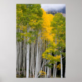 Utah. USA. Aspen Trees (Populus Tremuloides) Poster (Vorne)