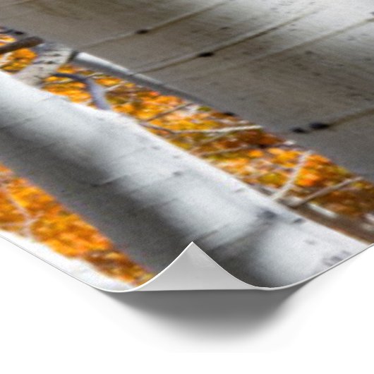 Utah, USA Aspen Trees (Populus Tremuloides) Poster (Ecke)