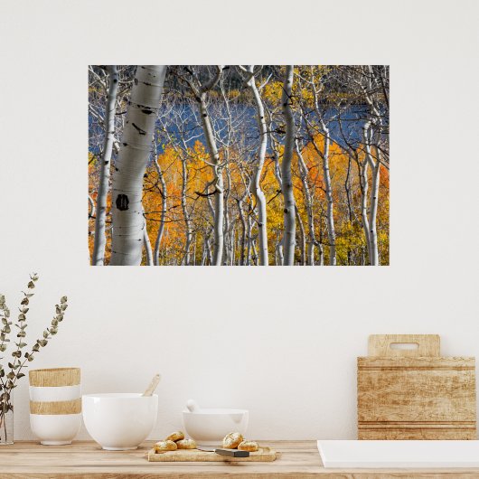 Utah, USA Aspen Trees (Populus Tremuloides) Poster (Küche)