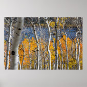Utah, USA Aspen Trees (Populus Tremuloides) Poster (Vorne)