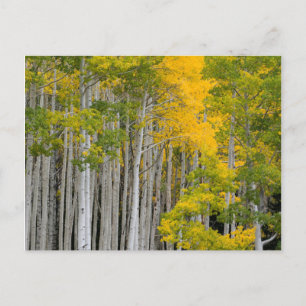 Utah. USA. Aspen Trees (Populus Tremuloides) Postkarte