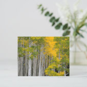 Utah. USA. Aspen Trees (Populus Tremuloides) Postkarte (Stehend Vorderseite)