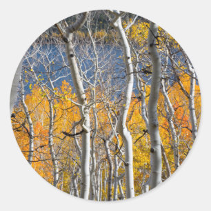 Utah, USA. Aspen Trees (Populus Tremuloides) Runder Aufkleber