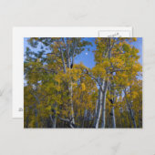 Utah. USA. Aspen und Mond in der Abenddämmerung Postkarte (Vorne/Hinten)