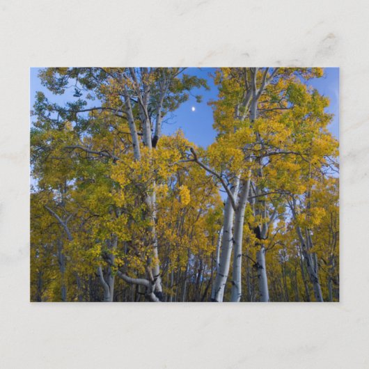 Utah. USA. Aspen und Mond in der Abenddämmerung Postkarte (Vorderseite)