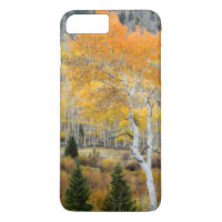 Utah, USA. Aspen und wilde Dicke
