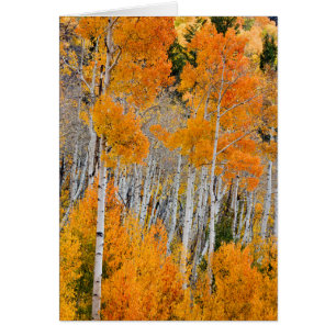 Utah, USA. Espen (Populus Tremuloides) 4