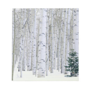UTAH. USA. Espen (Populus tremuloides) & Douglas Notizblock