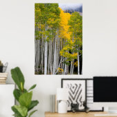 Utah. USA. Espen (Populus Tremuloides) Poster (Heimbüro)