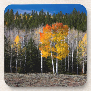 Utah, USA. Espenbäume (Populus Tremuloides) 2 Getränkeuntersetzer