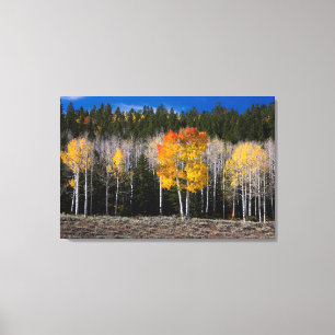 Utah, USA. Espenbäume (Populus Tremuloides) 2 Leinwanddruck