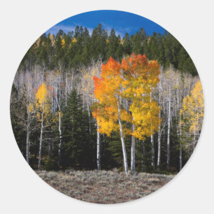 Utah, USA. Espenbäume (Populus Tremuloides) 2 Runder Aufkleber