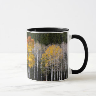 Utah, USA. Espenbäume (Populus Tremuloides) 2 Tasse