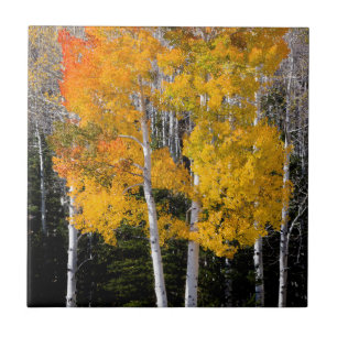 Utah, USA. Espenbäume (Populus Tremuloides) 3 Fliese