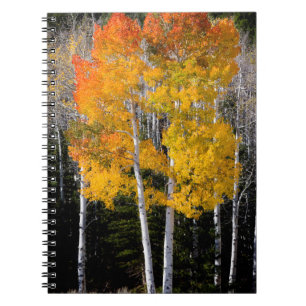 Utah, USA. Espenbäume (Populus Tremuloides) 3 Notizblock