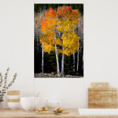 Utah, USA. Espenbäume (Populus Tremuloides) 3 Poster (Küche)
