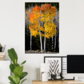 Utah, USA. Espenbäume (Populus Tremuloides) 3 Poster (Heimbüro)