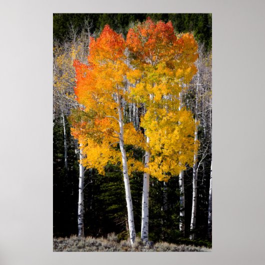 Utah, USA. Espenbäume (Populus Tremuloides) 3 Poster (Vorne)