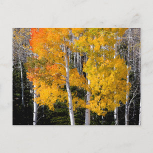 Utah, USA. Espenbäume (Populus Tremuloides) 3 Postkarte
