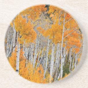 Utah, USA. Espenbäume (Populus Tremuloides) 4 Getränkeuntersetzer
