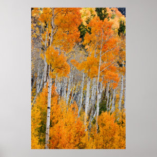 Utah, USA. Espenbäume (Populus Tremuloides) 4 Poster