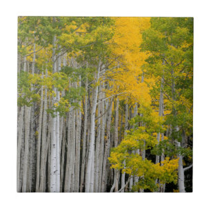 Utah. USA. Espenbäume (Populus Tremuloides) Fliese