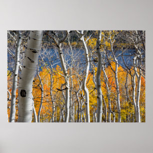 Utah, USA. Espenbäume (Populus Tremuloides) Poster