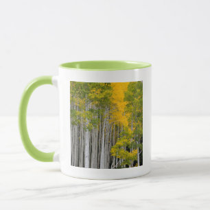 Utah. USA. Espenbäume (Populus Tremuloides) Tasse