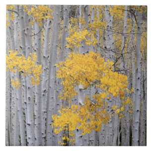 UTAH. USA. Espenwald (Populus tremuloides) in Fliese